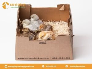 Địa chỉ bán thùng giấy đựng gà con?